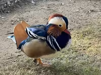 Ducks — zdjęcie 1