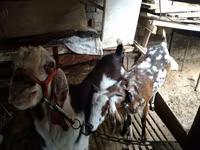 Nőstény kecske, Beetal goats — 6. fotó