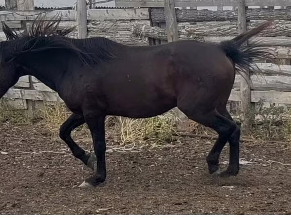 Cavalo, Kushum Horse