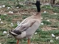 إنديان رانر — الصورة 1