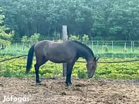 حصان, Lipizzaner — الصورة 3
