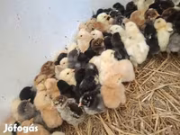 Chickens — Foto 1