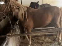 Yegua, Caballos — foto 1