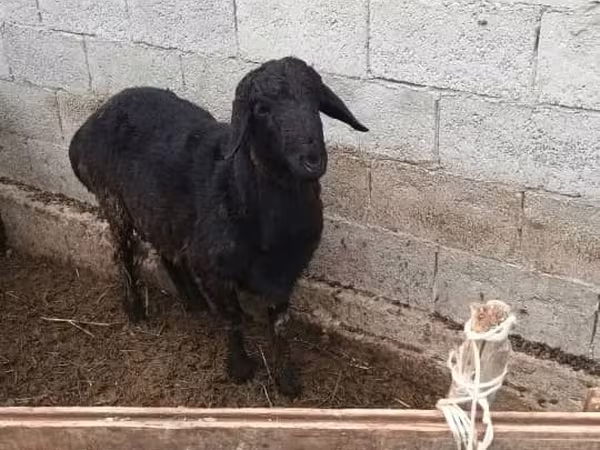 Billy Goat, Goats