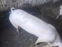 मादा सूअर, सूअर — फ़ोटो 2