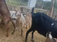 母山羊, Nubian Goat — 照片 1