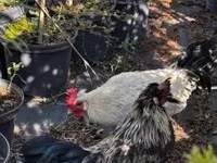 Japanisches Bantam — Foto 2