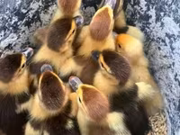 Ducks — Foto 2