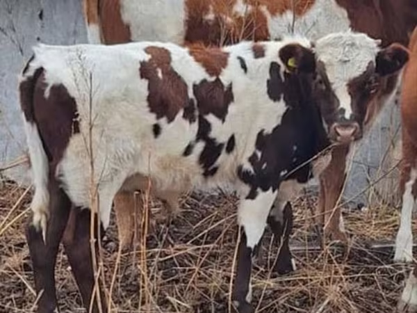 Býk, Simmental cattle