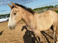 Jument, Chevaux — photo 3