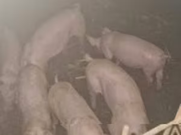 Boar, Pigs — Hungary