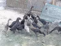 Үнді жүгіргіш — 2-сурет