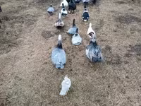 Ducks — फ़ोटो 2
