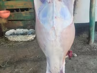 Kos, Juhok — 3. fotó