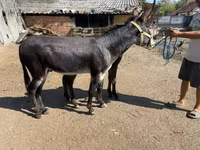 घोड़ी, घोड़े — फ़ोटो 3