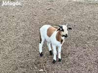 Kos, Cameroon sheep — 2. fotó