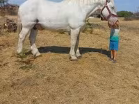 公马, Percheron — 照片 5