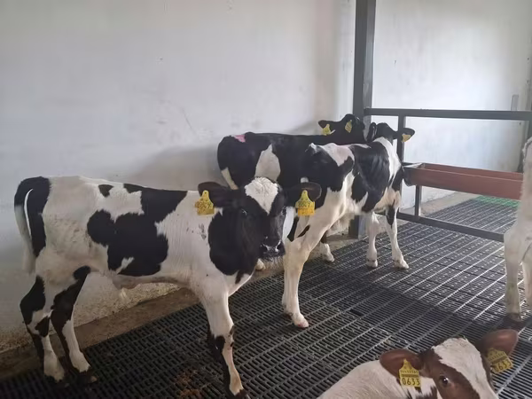 Bika, Russian Black pied cattle