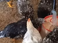 Chickens — photo 6