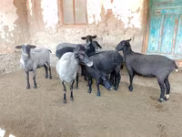 نعجة, Romanov sheep — الصورة 6