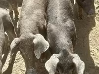 Pigs (batch, sex not specified), Мангалица — photo 3