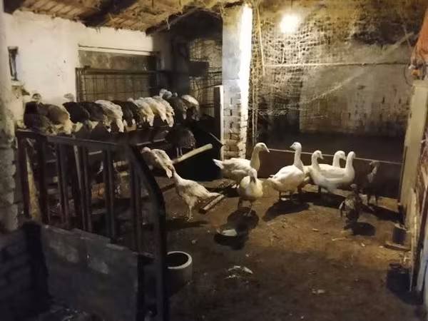 Turkeys — Maďarsko