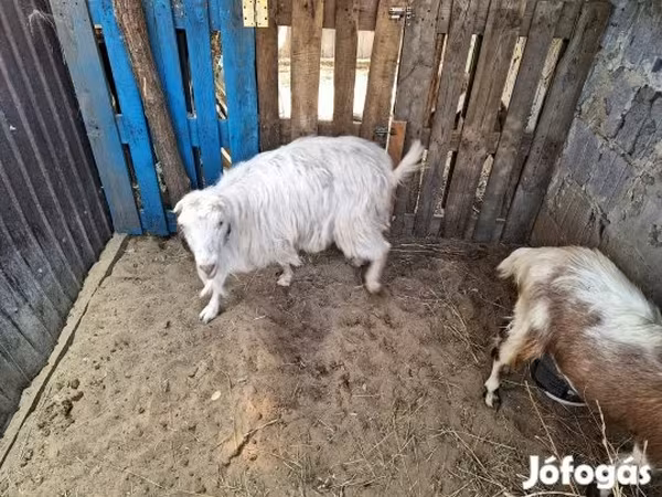 Коза, Козлы — Венгрия