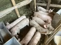 猪（批次，未指定性别）, Pigs — 照片 2