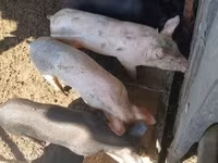 Świnie (partia, płeć nieokreślona) — zdjęcie 2
