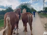 Horse (M), Horses — photo 2