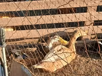 Ducks — zdjęcie 6