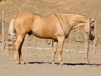Hing, Quarter Horse — 2. fotó