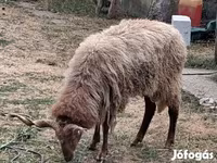 Widder, Racka sheep — Foto 2