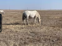 Koń, Kazakh horse — zdjęcie 3
