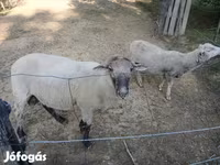 Ram, White Suffolk sheep — photo 4