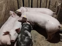 Säue, Schweine — Foto 1