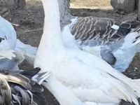 Geese — 4. fotó