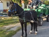 Hing, Lovak — 3. fotó