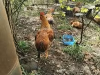 Chickens — 1-сурет