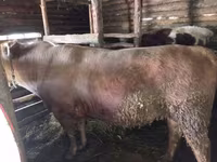 Byk, Simmental cattle — zdjęcie 2