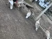Turkeys — Foto 4