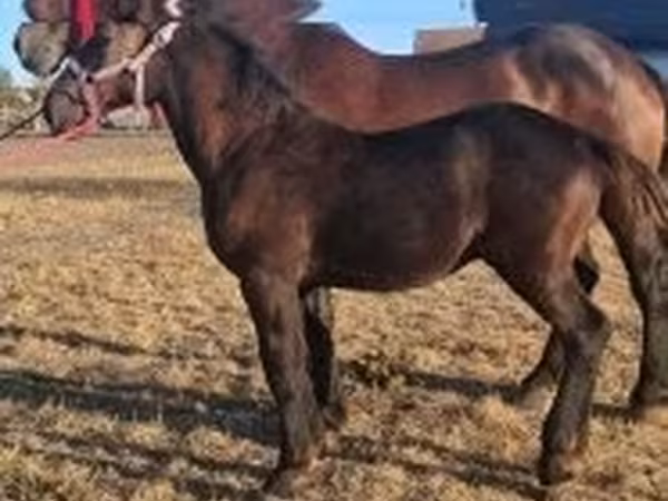 Koń, Percheron