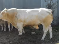 Bull, Blonde d’Aquitane cattle — photo 4