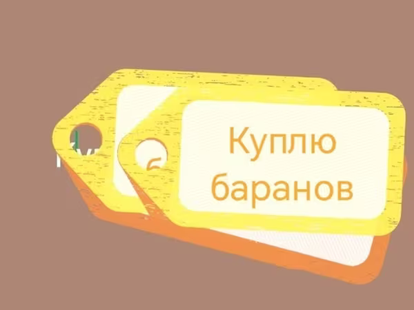 Баран, Бараны