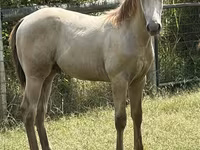 Hengst, Kentucky mountain daddle horse — Foto 2