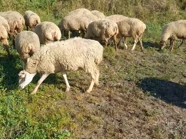 भेड़, Karabakh sheep