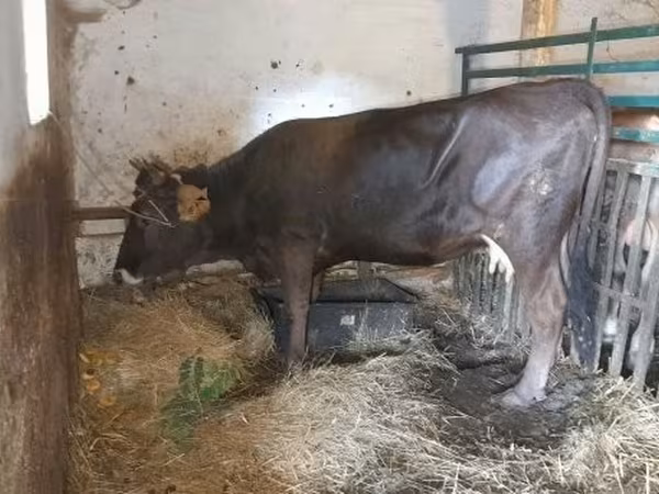 Cow, Brown Carpathian breed — Hungary
