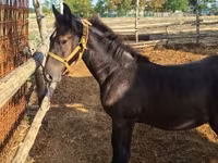 Caballo, Caballos — foto 2