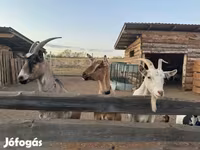 Ешкі, Ешкілер — 1-сурет