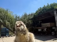 婆罗门鸡 — 照片 5